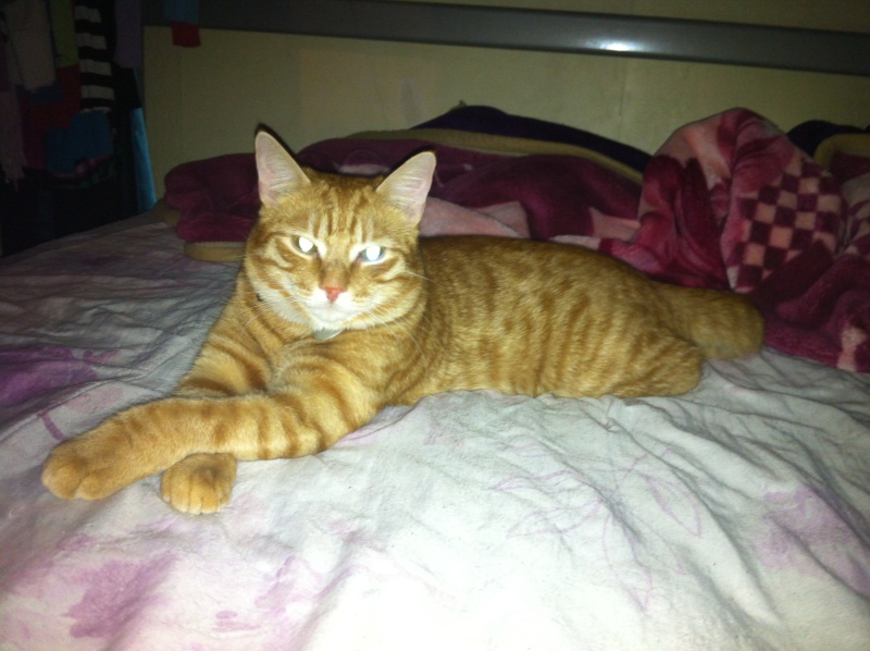  Gallagher, chaton roux environ 2 - 3 mois - M Image12