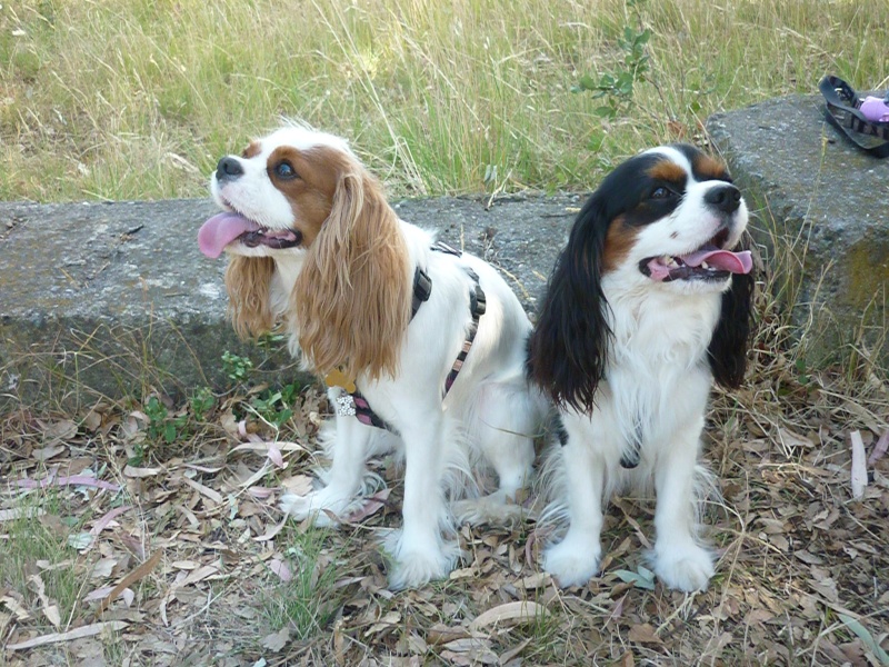 Rencontre d'Elfie et Elite en Corse P1000911