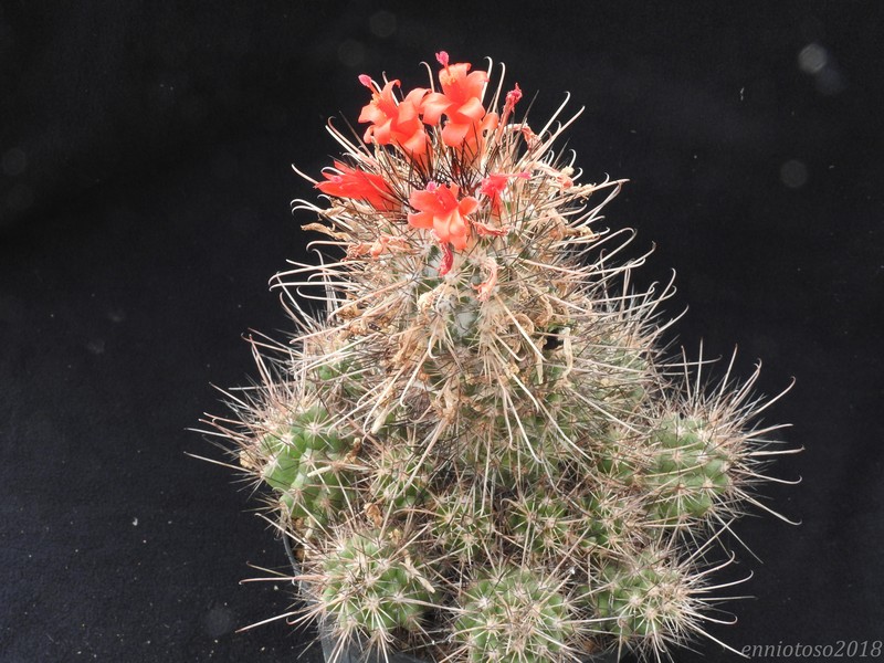 2018, mammillaria in my greenhouses. Mariti10