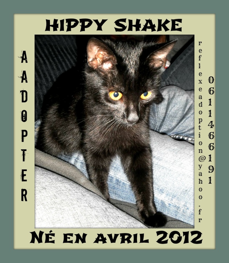 HIPPY SHAKE -  A ADOPTER Hippy_12