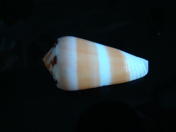 Conus (Pionoconus) barthelemyi jeanduvali   Bozzetti, 2010 Conus_12