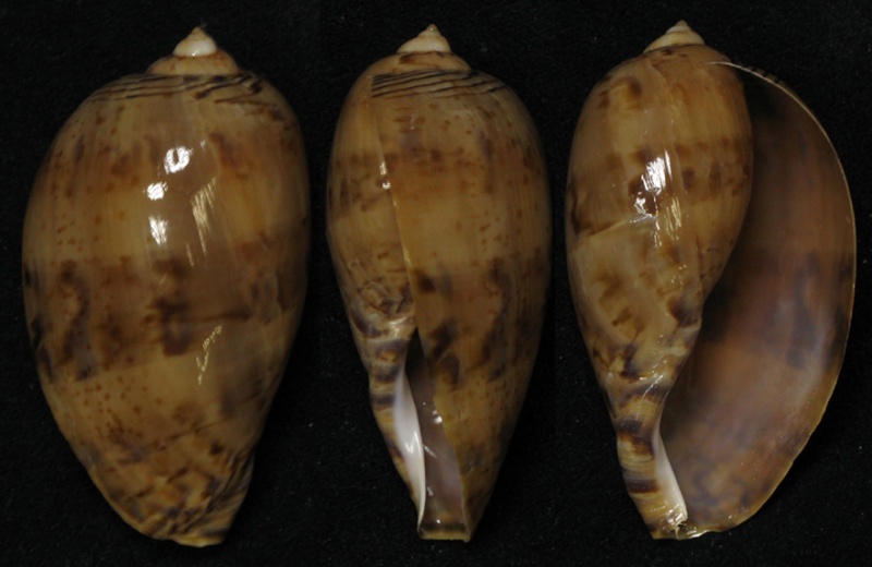 Leporicypraea valentia - (Perry, 1811) Valent10