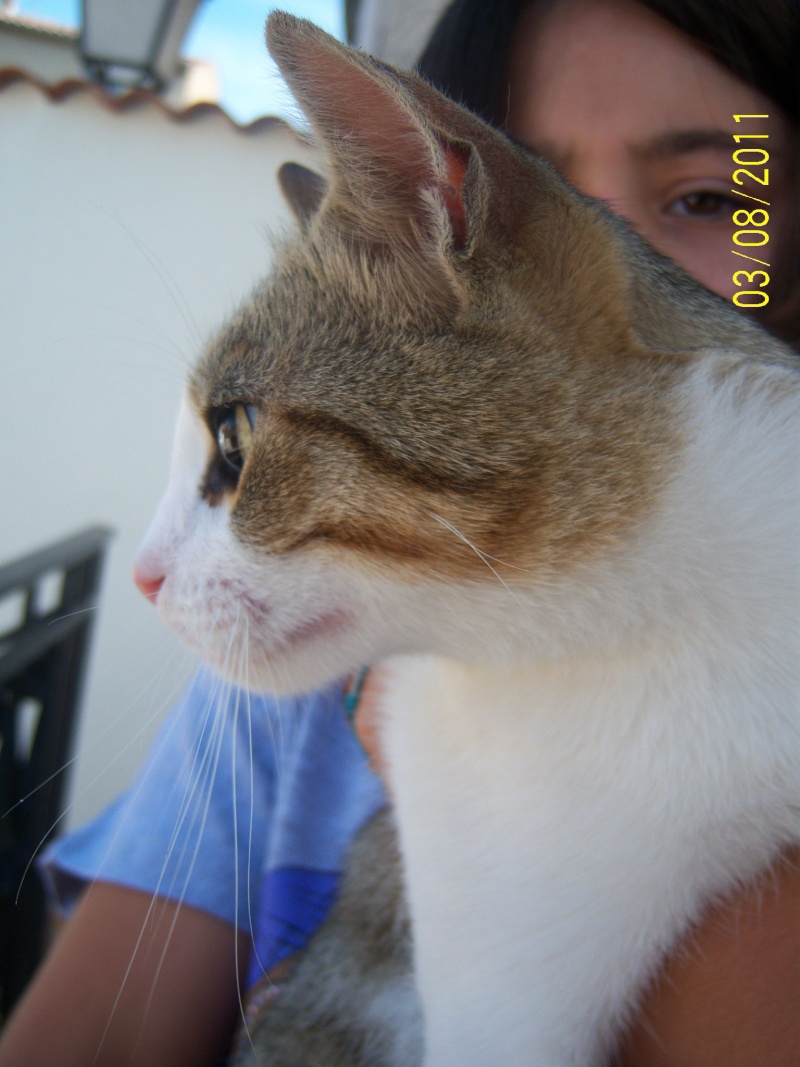 (classee)TROUVE jeune chat mâle blanc et tabby à Oraison (04) vers le 01-08-2011 00310