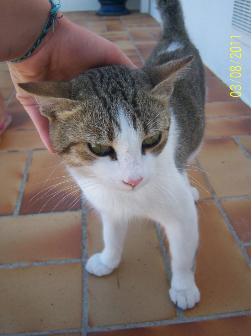 (classee)TROUVE jeune chat mâle blanc et tabby à Oraison (04) vers le 01-08-2011 00410