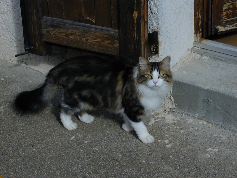 (résolu) PERDU PRINCESSE chatte tabby tricolore (ventre blanc), poil long, pucée, à Oraison (04) le 25-06-2011 2005_010