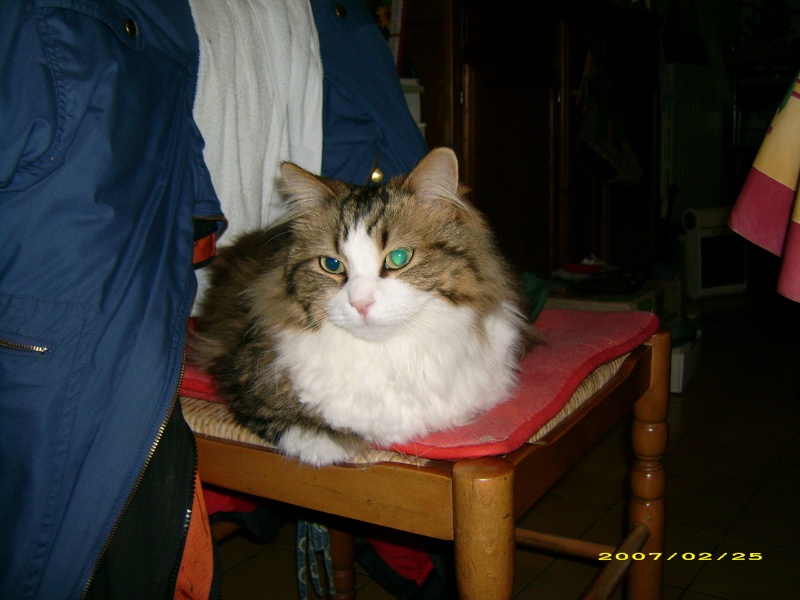 (résolu) PERDU PRINCESSE chatte tabby tricolore (ventre blanc), poil long, pucée, à Oraison (04) le 25-06-2011 2007_010