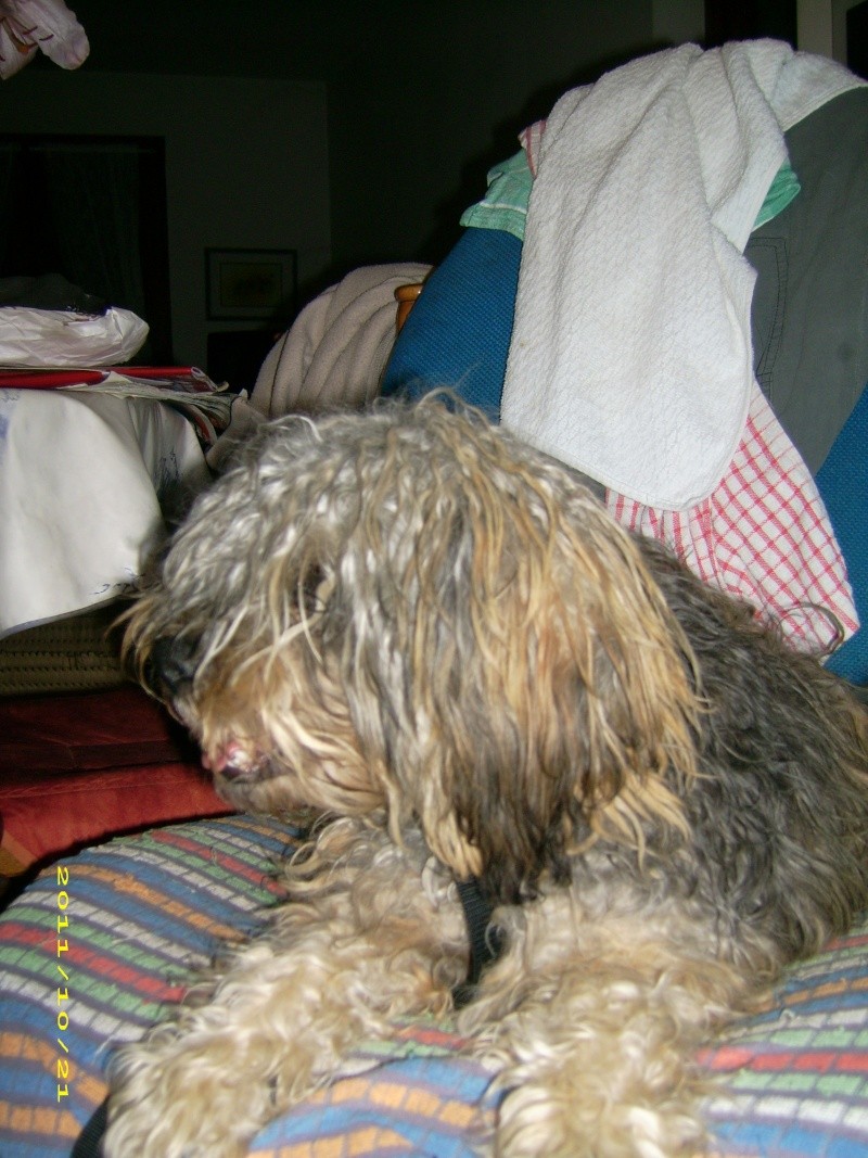 (adoptable) TROUVE petit chien mâle couleur du york, à Oraison (04) le 21-10-2011 20810