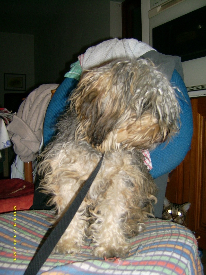 (adoptable) TROUVE petit chien mâle couleur du york, à Oraison (04) le 21-10-2011 20910