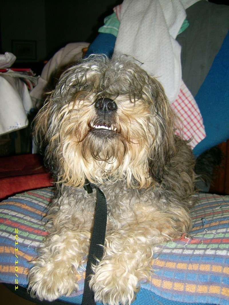 (adoptable) TROUVE petit chien mâle couleur du york, à Oraison (04) le 21-10-2011 21010