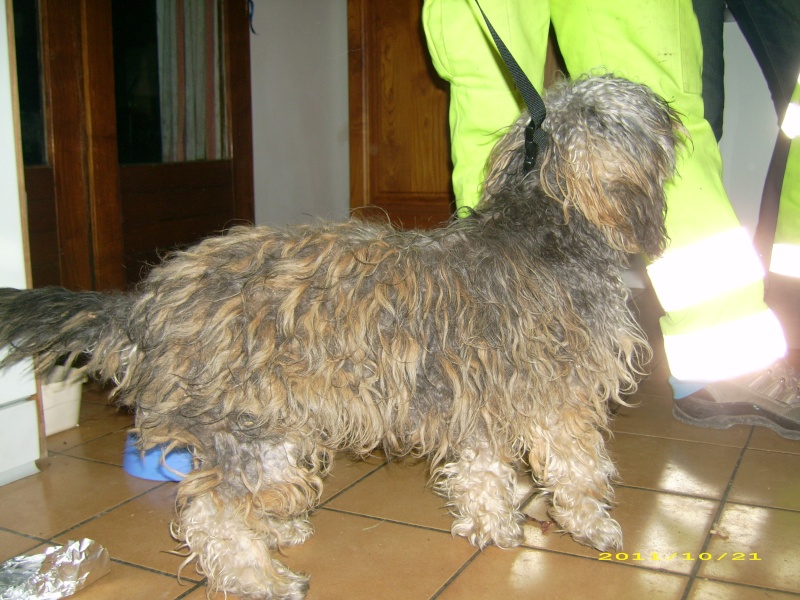 (adoptable) TROUVE petit chien mâle couleur du york, à Oraison (04) le 21-10-2011 21110