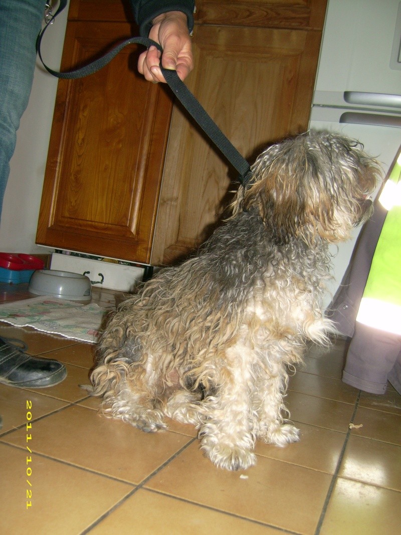 (adoptable) TROUVE petit chien mâle couleur du york, à Oraison (04) le 21-10-2011 21210