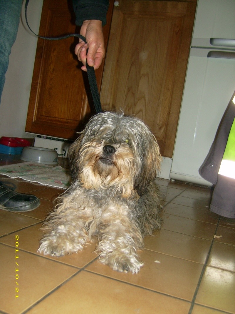 (adoptable) TROUVE petit chien mâle couleur du york, à Oraison (04) le 21-10-2011 21310