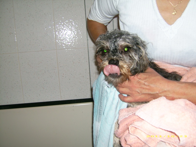 (adoptable) TROUVE petit chien mâle couleur du york, à Oraison (04) le 21-10-2011 Dsci0313