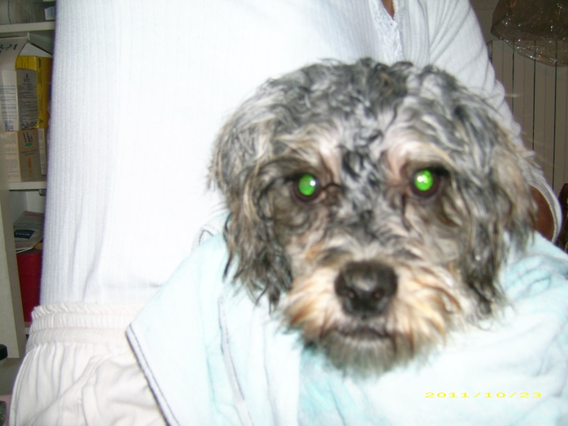 (adoptable) TROUVE petit chien mâle couleur du york, à Oraison (04) le 21-10-2011 Dsci0314