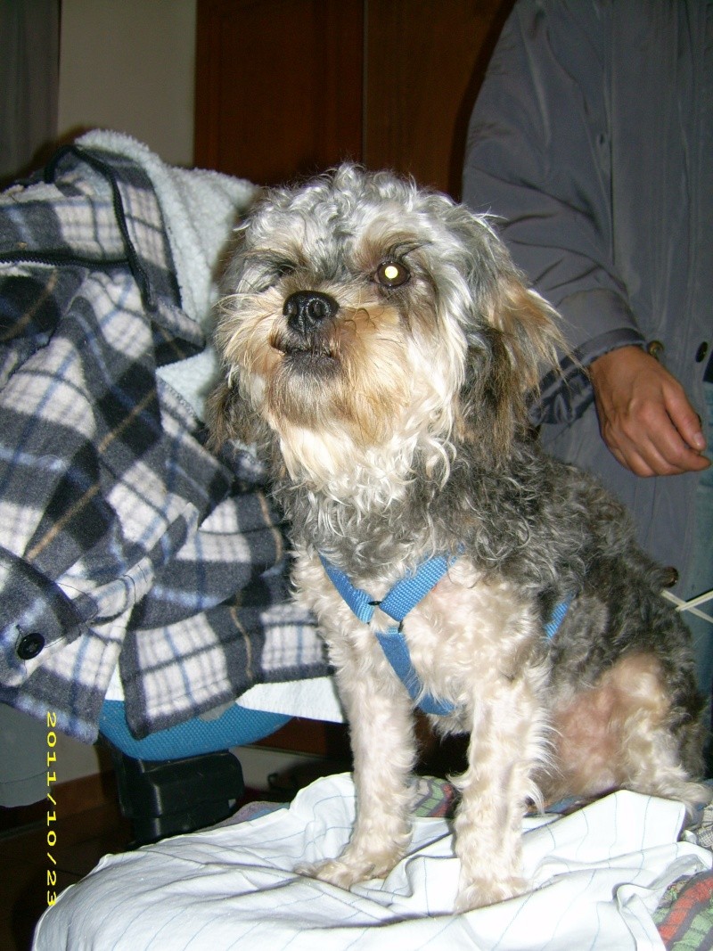 (adoptable) TROUVE petit chien mâle couleur du york, à Oraison (04) le 21-10-2011 Dsci0316
