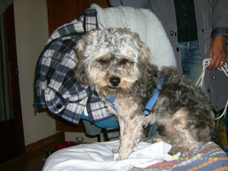 (adoptable) TROUVE petit chien mâle couleur du york, à Oraison (04) le 21-10-2011 Dsci0317
