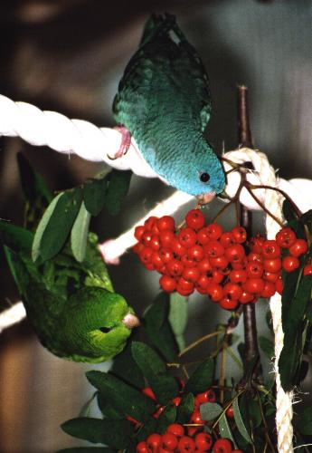 Il Pappagallino Barrato (BOLBORHYNCHUS LINEOLA LINEOLA) Vorwor10