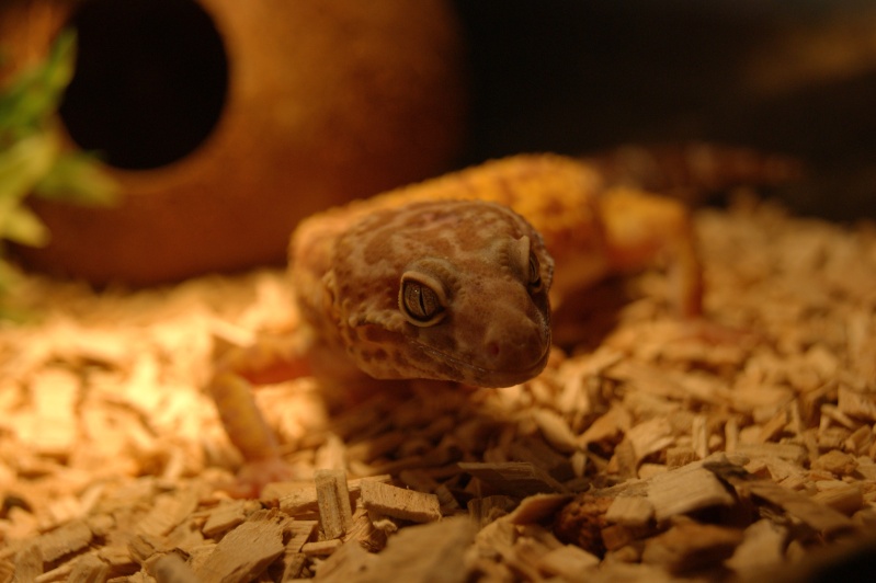gecko léopard et son terrarium Dsc07710