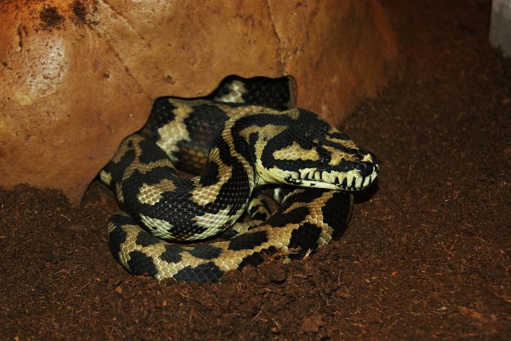 morelia spilota harrisoni Dsc07910