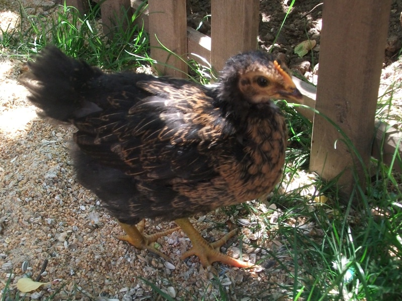 Me revoilà, poussin tombé du ciel !!!! Divers12