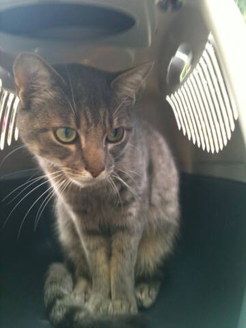 Trouve Chat Tigre Gris A Bruay La Buissiere Resolu