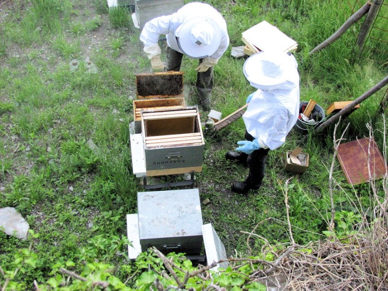 Alain et l'apiculture - Page 7 Abeil_23