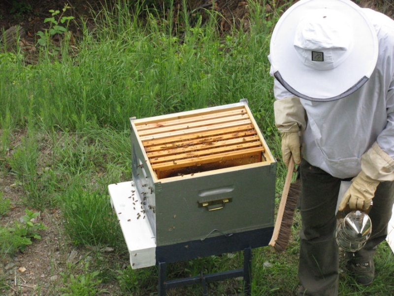 Alain et l'apiculture - Page 7 Abeil_28