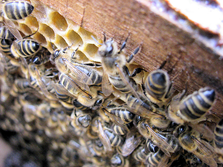 Alain et l'apiculture - Page 2 Cadrem11
