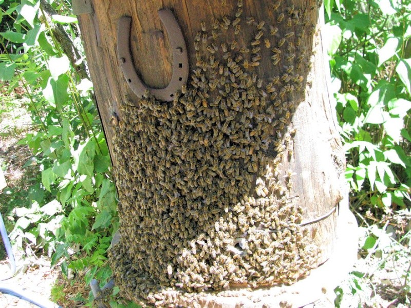 Alain et l'apiculture - Page 7 Essaim10