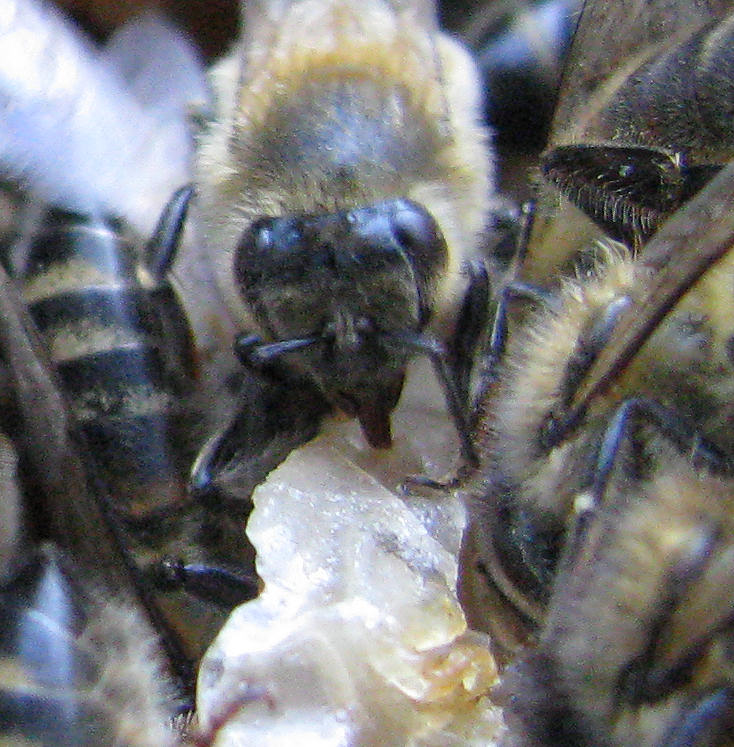 Alain et l'apiculture - Page 2 Image411