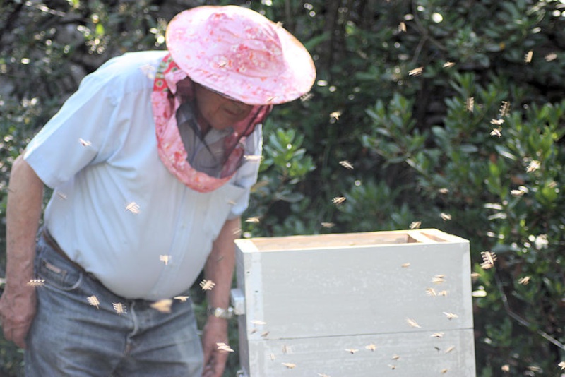 Alain et l'apiculture - Page 2 Img_3616