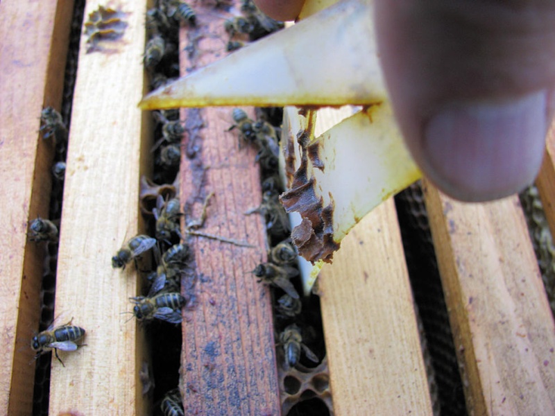 Alain et l'apiculture - Page 3 No_03610