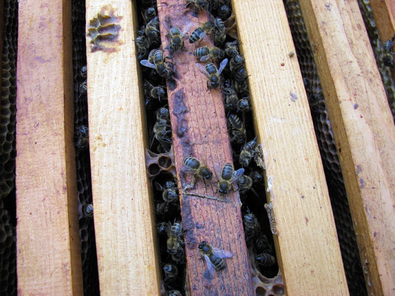 Alain et l'apiculture - Page 3 No_04010
