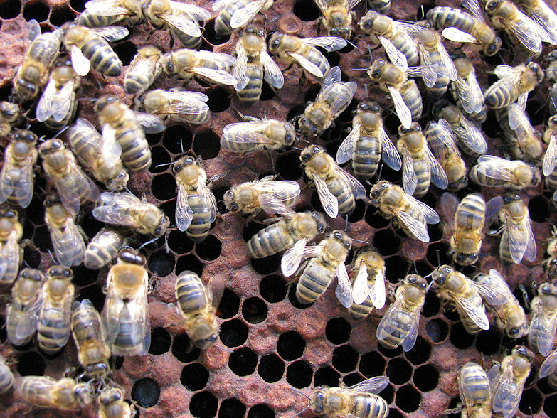 Alain et l'apiculture - Page 2 Reine11