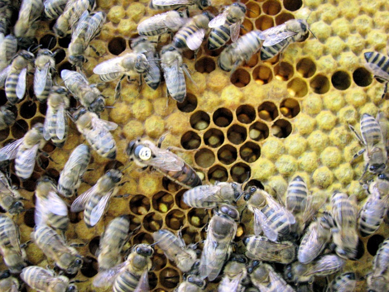 Alain et l'apiculture - Page 7 Rouve10