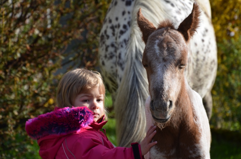 Première naissance haute en couleur au Ranch du Lac !! Poulin10