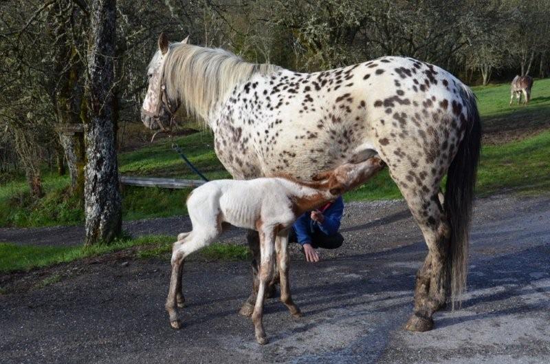 Première naissance haute en couleur au Ranch du Lac !! Poulin12