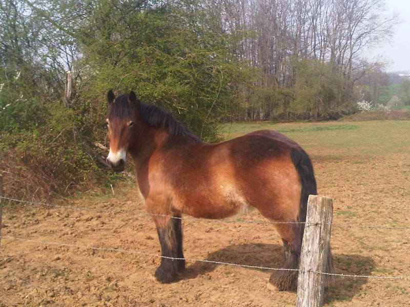 Nenette du Pin - Ardennaise de 11 ans  - dpt 67 Img00215