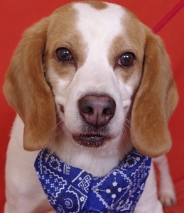 TONUS, beagle né en 2001 (78) Anm_ph10