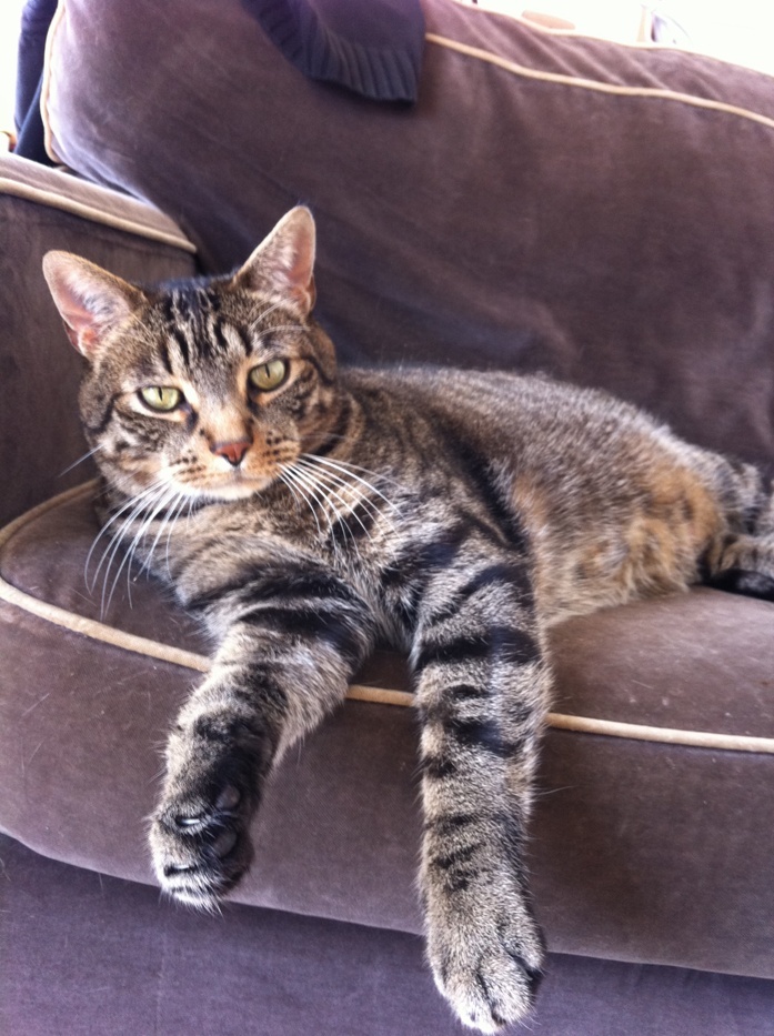 Adoptants ou association pour Azrael, chat adulte tigré de 9 ans Azrael10