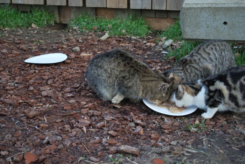 URGENT FA pour gentille minette vivant dehors avec une patte cassée !! Petite11