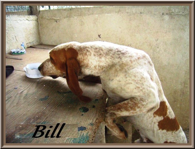 BILL, grand chien courant (4 ans 1/2) refuge des Bérauds de Romans (26) Bill_110