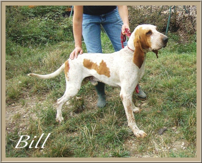 BILL, grand chien courant (4 ans 1/2) refuge des Bérauds de Romans (26) Bill_410