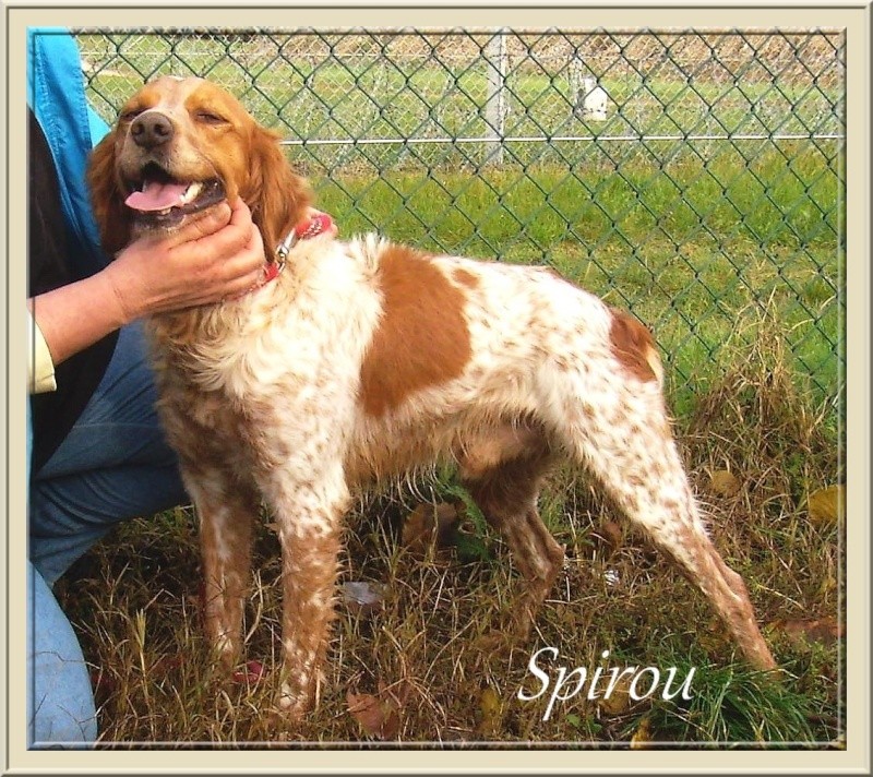 SPIROU, 3 ans,superbe épagneul breton, refuge des Bérauds (26) Spirou10