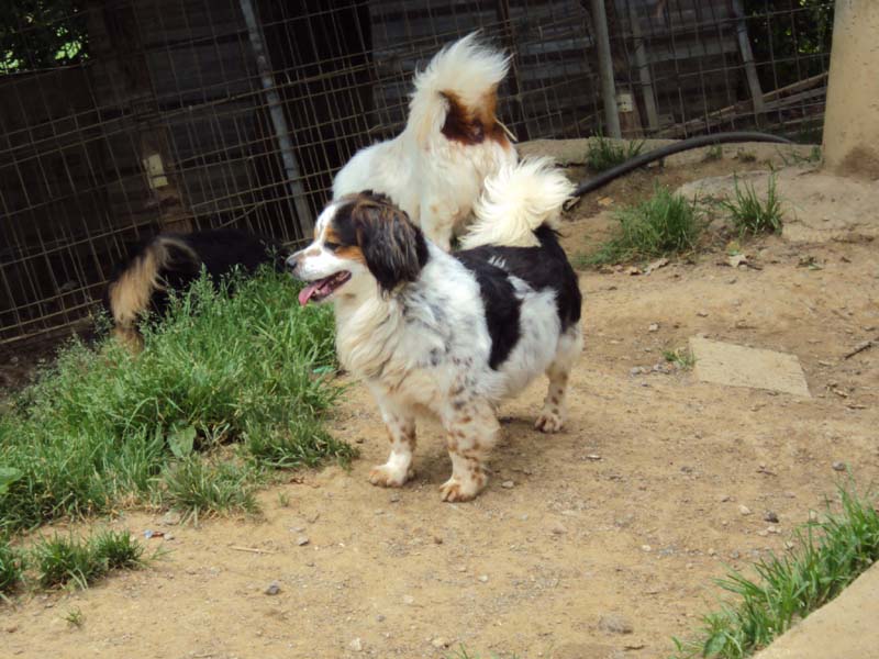MC - Peke Snoopy Pekes_13
