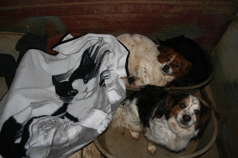 MC - Peke Snoopy Pekes_28