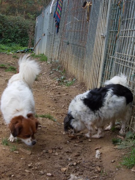 MC - Peke Snoopy Pekes_38