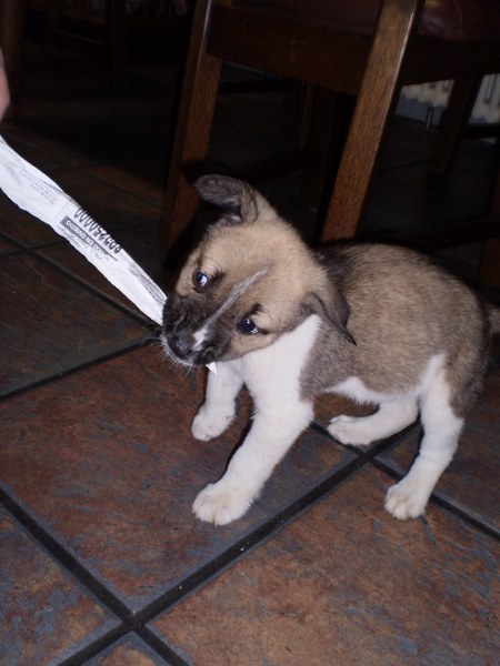 Cachorras cruce de mastín - TODOS ADOPTADOS Yuri3_10