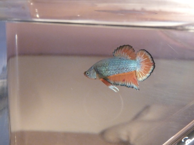 Betta short tail :) P1030917