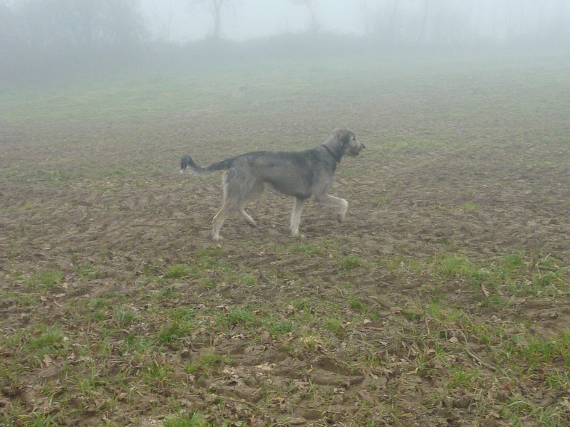 Era l'Irish wolfhound - Page 5 P1050310